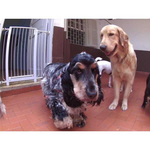 Dog Sitter Qual Empresa Tem em Santa Ifigênia - Babá para Cães Preço