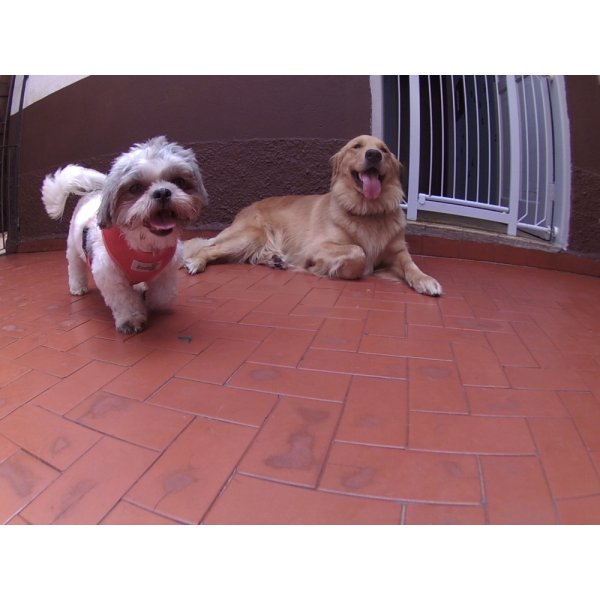 Dog Sitter Quanto Custa em Média no Jardim Bom Clima - Dog Sitter em Santo André