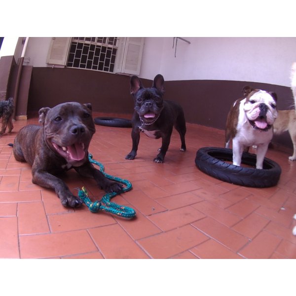 Dog Sitter Valor em Campos Elísios - Dog Sitter em Santa Paula