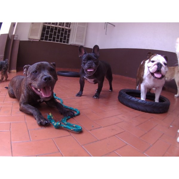 Dog Sitter Valor na Bairro Paraíso - Serviços Dog Sitter