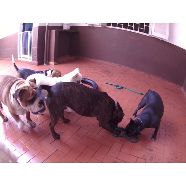 Dog Sitter Valores na Chácara Santo Antônio - Pet Sitter Preço