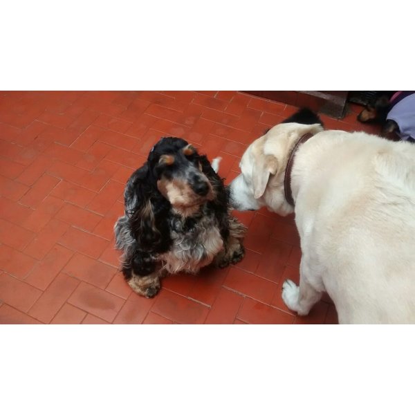 Dogsitter Contratar na Vila Roli - Serviço de Dog Sitter