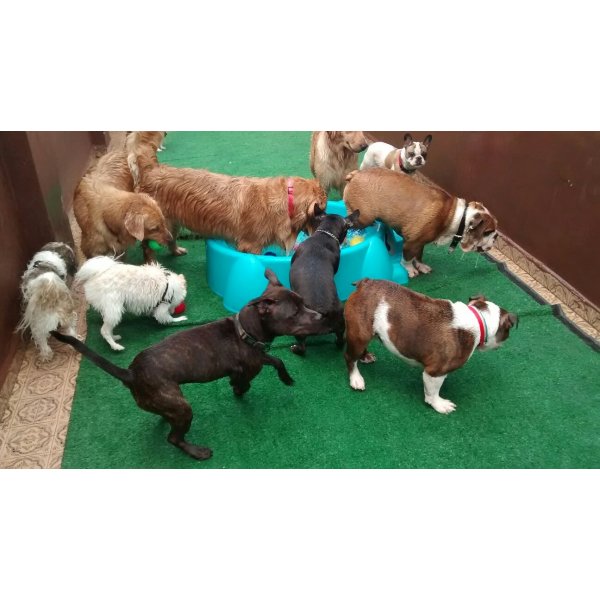 Dogsitter Preços na Santa Maria - Empresa de Babás para Cães