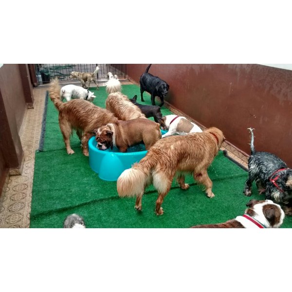 Dogsitter Quanto Custa em Média na Fazenda dos Tecos - Dog Sitter em Santa Paula