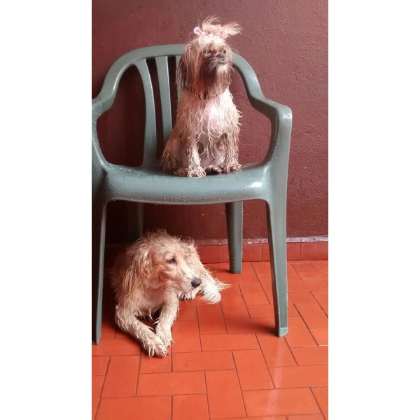 Dogsitter Valor na Vila Vergueiro - Dog Sitter em Santo André