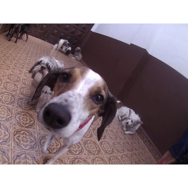 Empresa Day Care Canino em Rolinópolis - Dog Care em Santa Paula