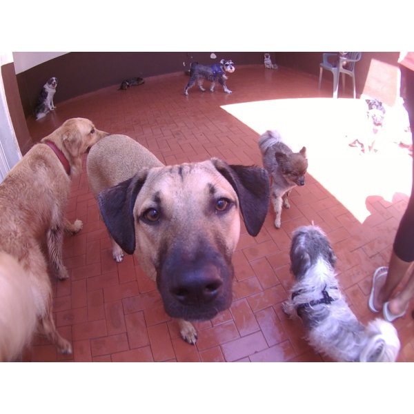 Empresa Day Care Canino no Brooklin Novo - Dog Care em Santa Paula