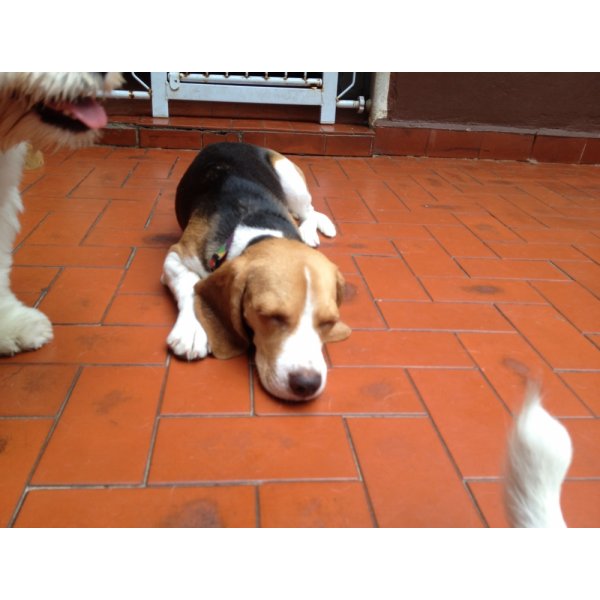 Empresa de Adestradores Contratar na Vila Miranda - Adestramento de Cães no Bairro Jardim