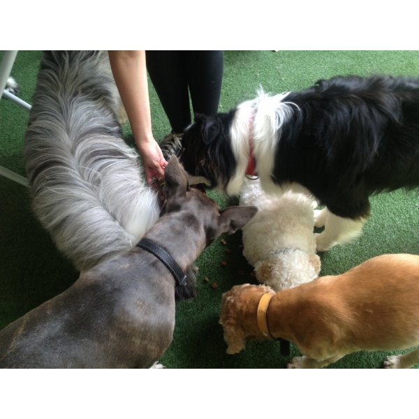Empresa de Adestradores de Cães Contratar no Parque da Vila Prudente - Adestrador de Cachorros