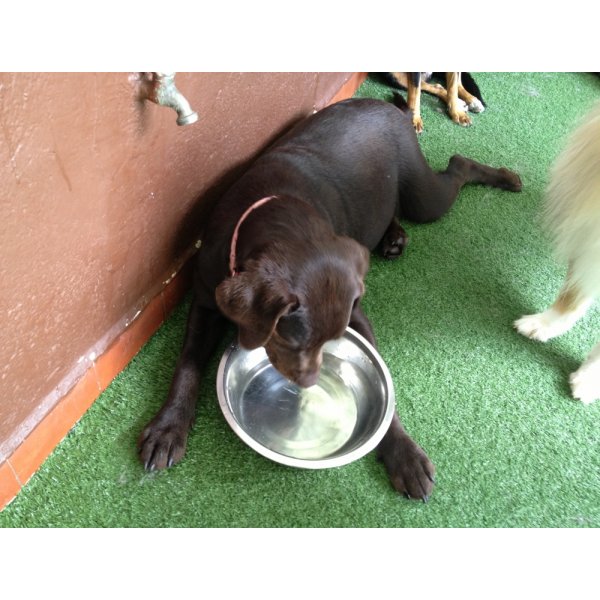 Empresa de Adestradores de Cães Onde Tem no Jardim Amália - Adestrador Canino