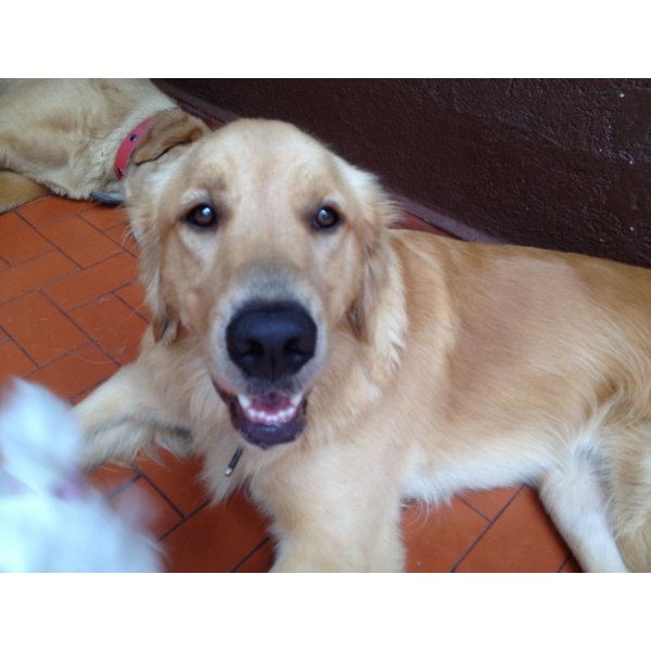 Empresa de Adestradores Onde Encontrar no Jardim São Eduardo - Adestramento de Cães em São Bernardo