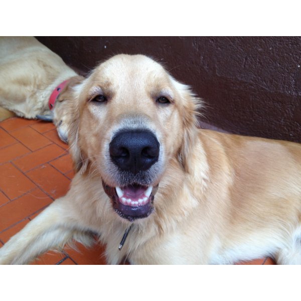 Empresa de Adestradores Onde Encontro na Liberdade - Adestramento de Cães em São Bernardo