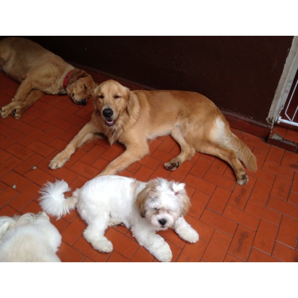 Empresa de Adestradores Onde Tem no Glicério - Adestramento de Cães em São Bernardo
