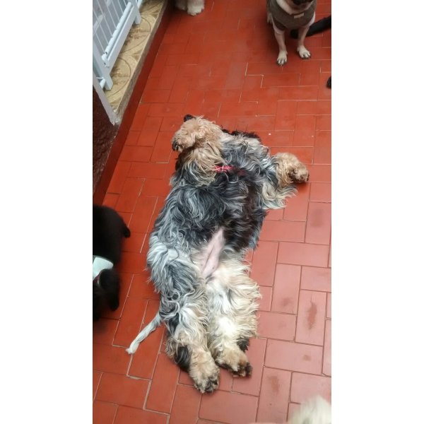 Empresa de Dogsitter em Bela Aliança - Serviço de Babá de Cachorro