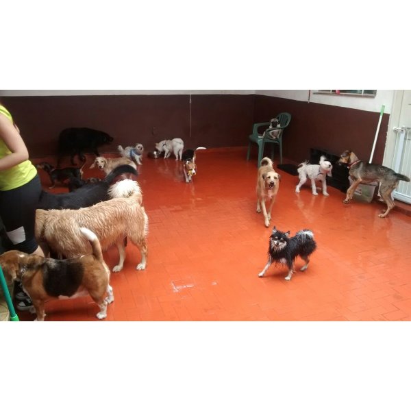 Empresa Dogsitter no Jardim Cristiane - Dog Sitter em Santa Maria