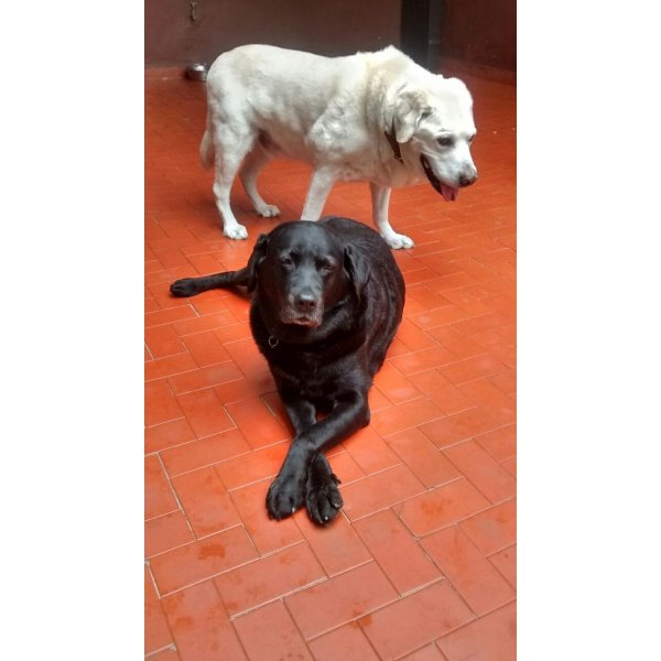 Empresas Dogsitter na Vila do Encontro - Dog Sitter na Rudge Ramos