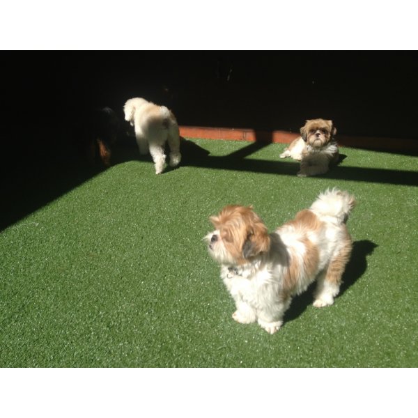 Hospedagem Canina com Valor Baixo no Higienópolis - Hotel para Cães no ABC