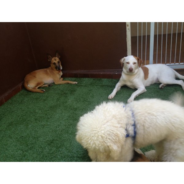 Hospedagem Canina com Valor Bom no Indianópolis - Hotel para Cães no ABC
