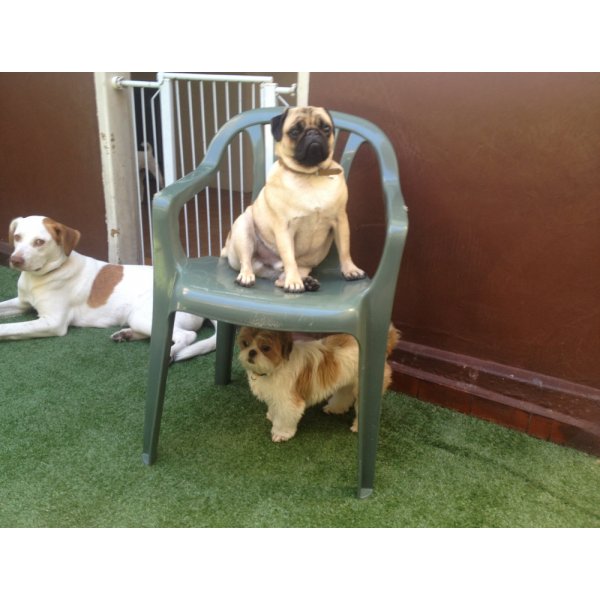 Hospedagem Canina Onde Encontrar no Jardim Progresso - Hotel para Cães no Bairro Barcelona
