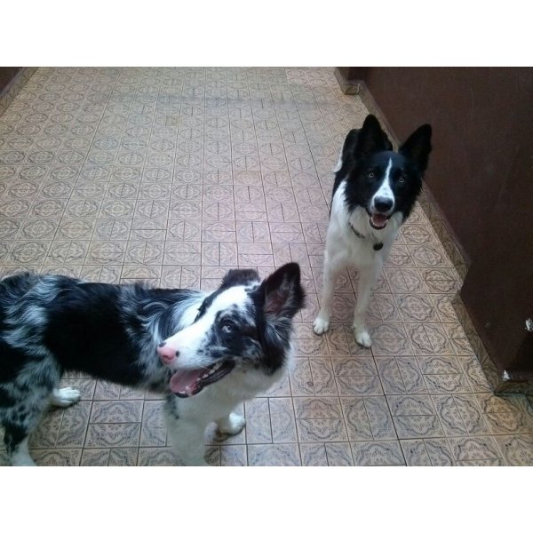 Hospedagem Canina Preço no Jardim Botucatu - Hotel para Cães em Santa Maria