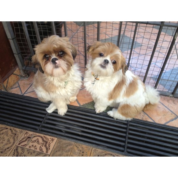 Hospedagem Canina Valor no Jardim Botucatu - Hotéis para Cães