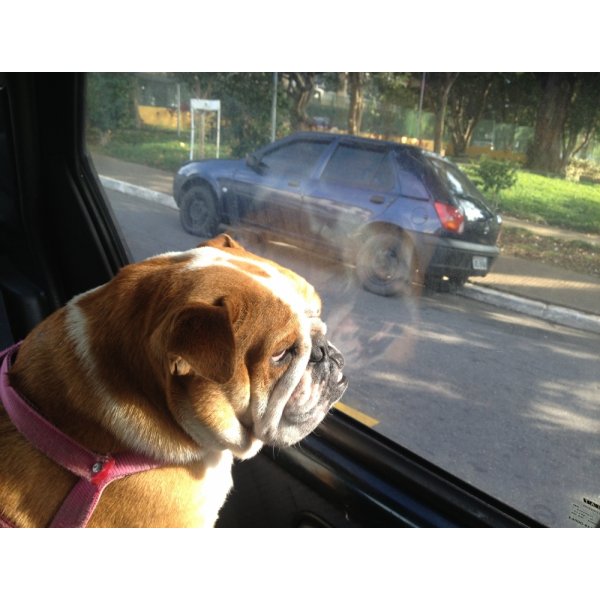 Hotel Cão Valor na Aclimação - Hotel para Cães em Santa Paula