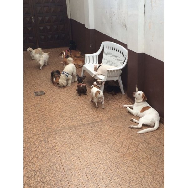 Hotel Dog Contratar na Vila Nova Tupi - Hotel para Cães no ABC