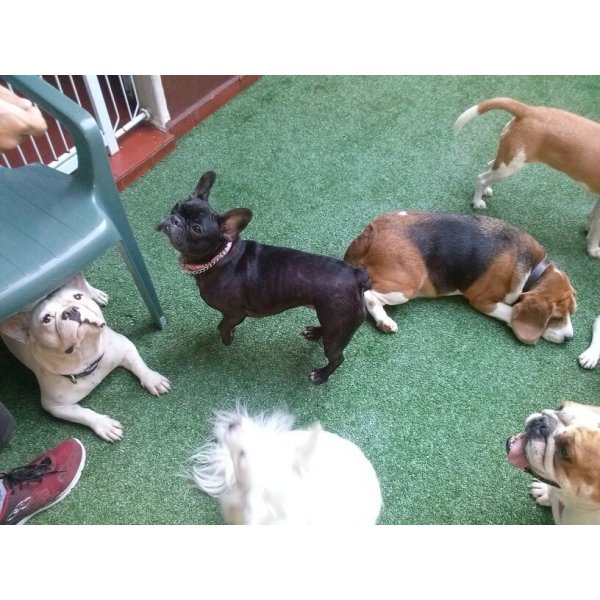 Hotel Dog no Jardim Telles de Menezes - Hotel para Cachorro Quanto Custa