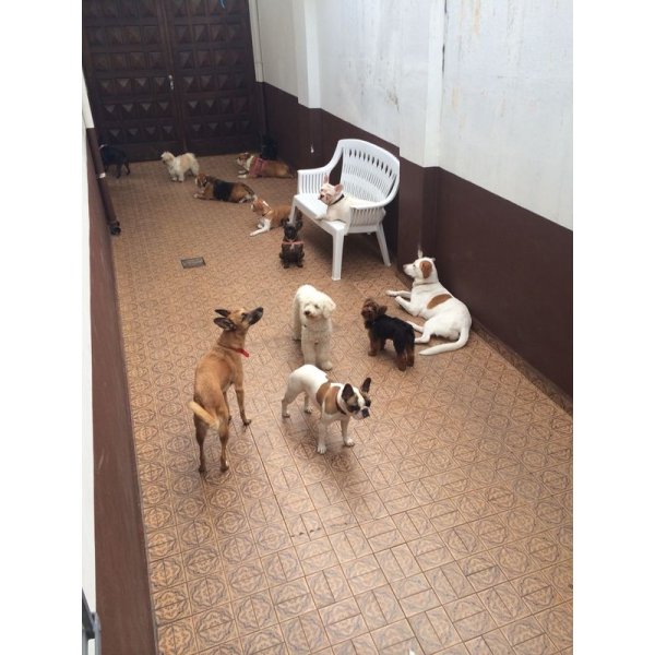 Hotel Dog Onde Encontro na Vila Clotilde - Hotel para Cães no Bairro Jardim