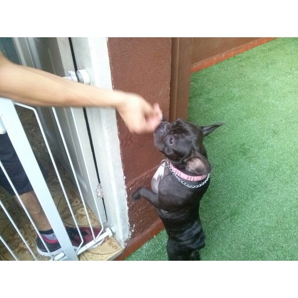 Hotel Dog Onde Tem em Caxingui - Hotel para Cães em Santa Maria