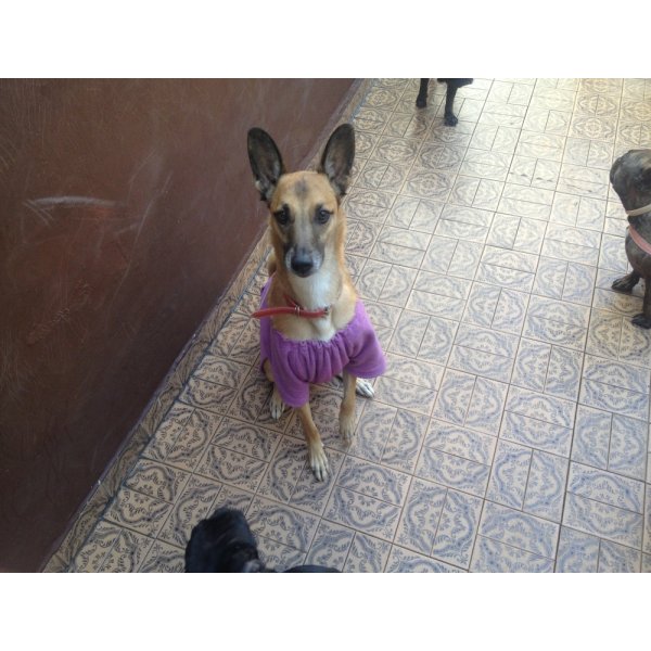 Hotel para Cachorro na Pinheirinho - Hotel para Cães na Rudge Ramos