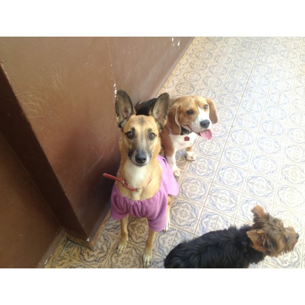 Hotel para Cachorro Quanto Custa na Vila Gumercindo - Hotel para Cães na Rudge Ramos
