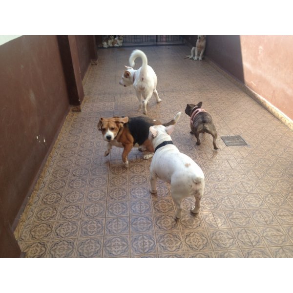 Hotel para Cachorro Valores na Santa Cruz - Preço de Hotel para Cachorro