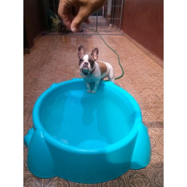 Hotel para Cães com Valor Bom no Jardim Guarará - Hotel para Cachorro Diária