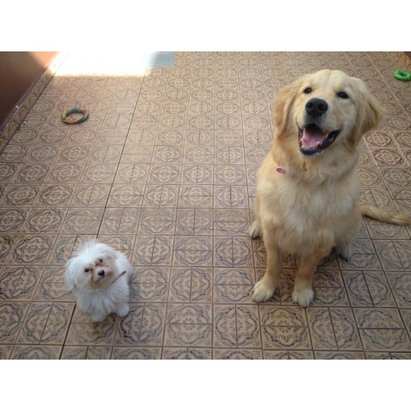 Hotel para Cães Valores na Cidade Universitária - Hotel para Cachorro ABC