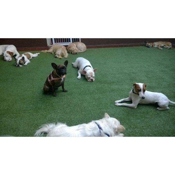 Hotel para Pets Preço na Vila Caravelas - Hotel para Cães na Rudge Ramos