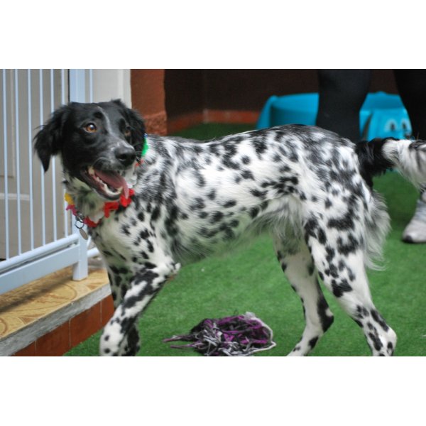 Hotelzinho para Cachorro Preço na Vila Brasilina - Hotel Cão