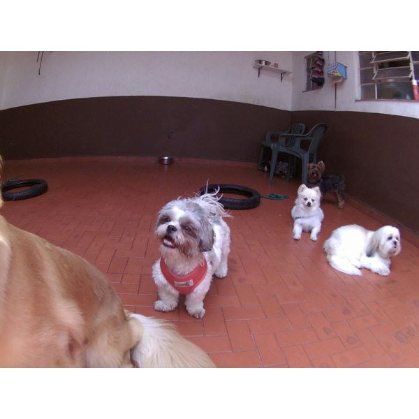 Onde Contratar Serviço de Babá de Cachorros na Vila Firmiano Pinto - Dog Sitter na Rudge Ramos