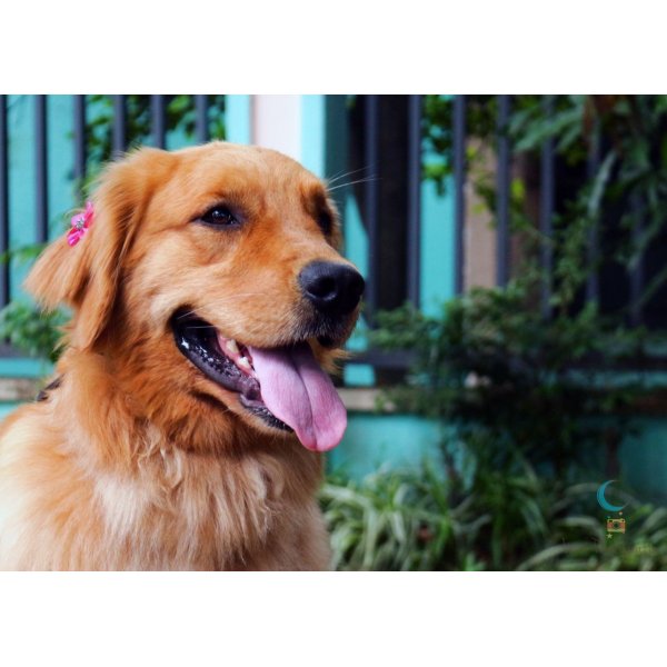 Onde Encontrar Passeadores de Cachorros em Higienópolis - Dog Walker em Santa Paula