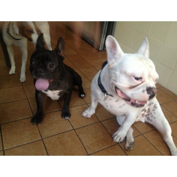 Onde Encontro Hotel para Cachorro no Jardim Brasil - Hotelzinho de Cães