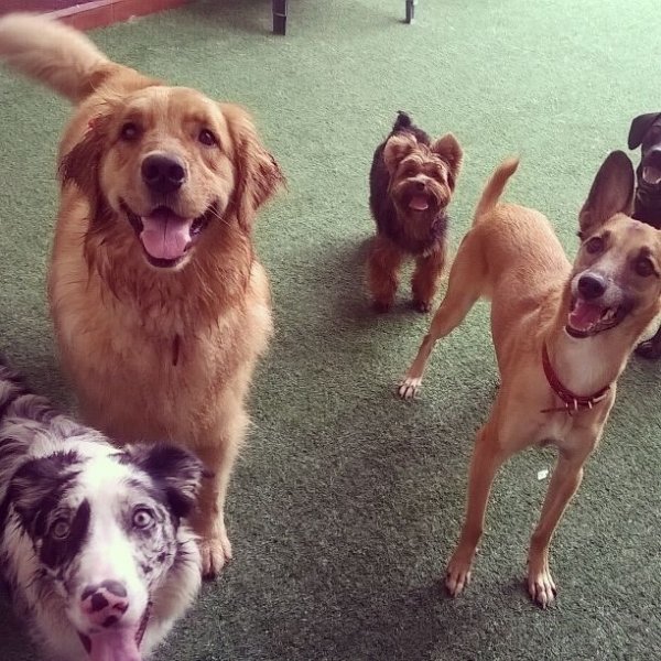 Onde Tem Adestrador de Cães em Interlagos - Adestrador de Cães