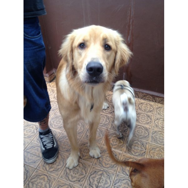 Onde Tem Adestrador de Cães na Vila Clementino - Adestramento de Cães em Santa Paula