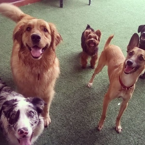 Onde Tem Adestrador de Cães no Jardim Irene - Adestrador de Cães no Bairro Campestre