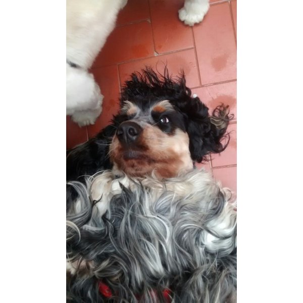 Onde Tem Dogsitter no Jardim Telles de Menezes - Dogsitter ABC