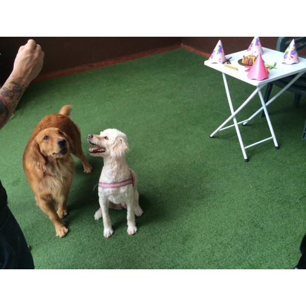 Onde Tem Empresa de Adestradores de Cães em Rolinópolis - Adestrador Canino