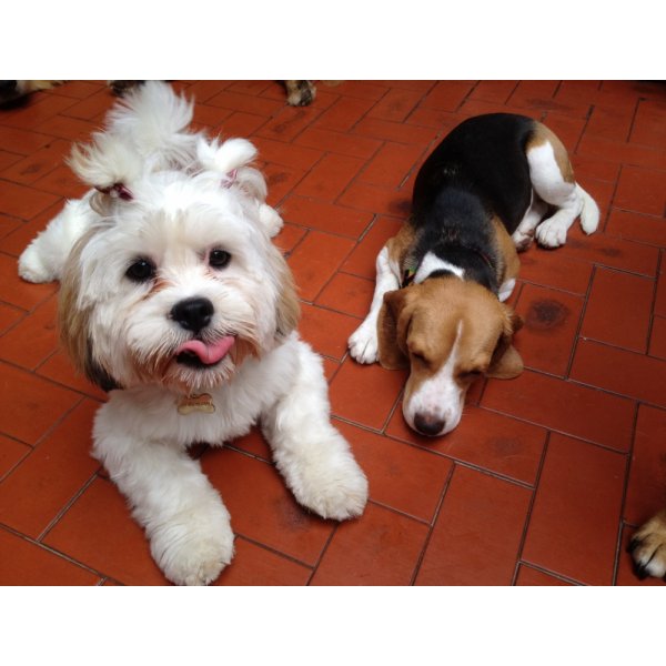 Onde Tem Empresa de Adestradores no Jardim Brasil - Serviço de Adestramento de Cachorros