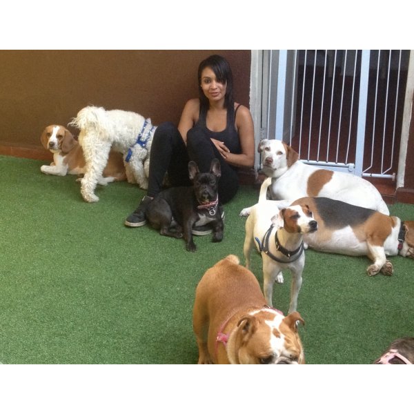 Onde Tem Hotéis para Cães na Vila Nova Tupi - Quanto Custa Hotel para Cachorro