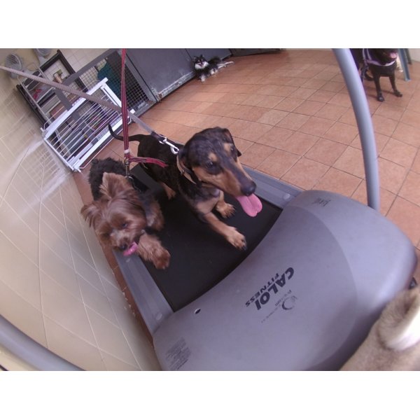 Onde Tem Serviço de Daycare Canino no Parque Novo Oratório - Serviço de Day Care para Cães
