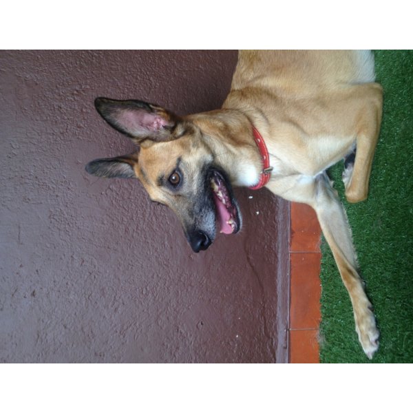 Passeador de Cachorro Quanto Custa em Média no Jardim Vila Mariana - Dog Walker no Bairro Jardim