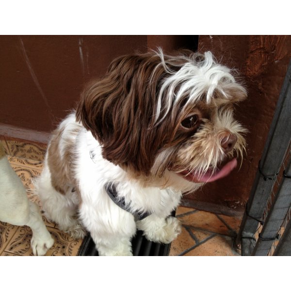 Passeador de Cães com Valor Baixo na Vila Elisio - Dog Walker em São Bernardo